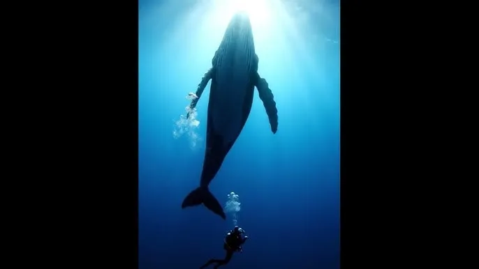 超碰免费公开 - 深蓝星球：探索海洋深处的未知世界